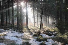 Wald: Lichtdurchflutet